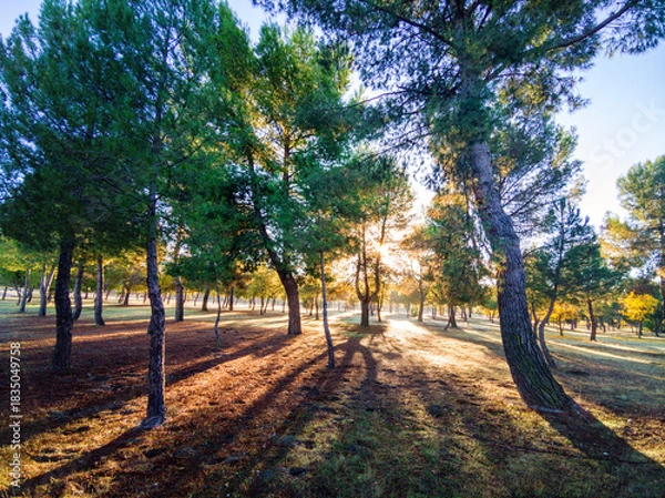 Obraz Otoño en el parque