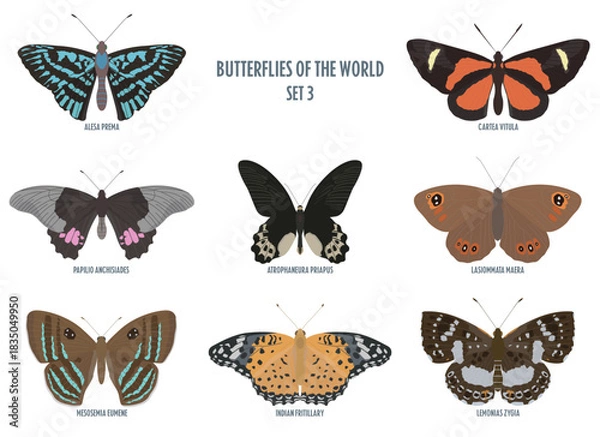 Obraz Butterflies of the world -3.eps
