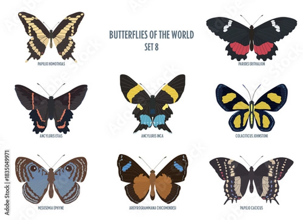 Obraz Butterflies of the world -8.eps