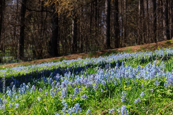 Obraz 北海道富良野市、早春の森を優しく彩るエゾエンゴサク【4月】