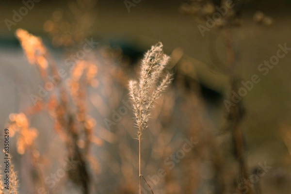 Fototapeta Fall flower with colorful Painterly Bokeh Background