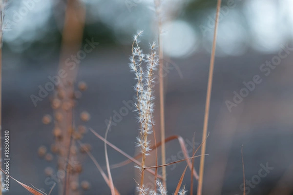 Obraz Whispy white fall flower with Painterly background