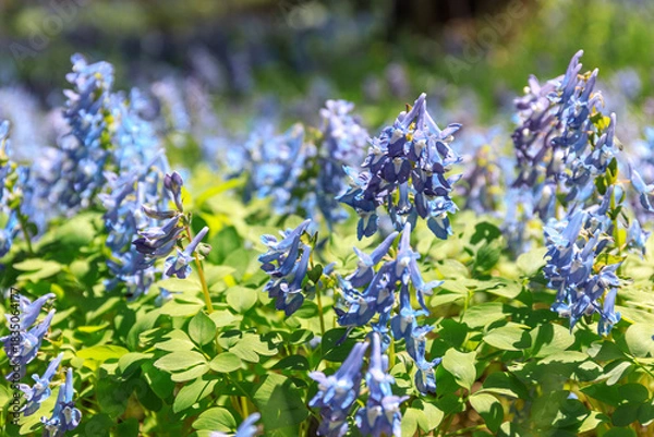 Obraz 北海道富良野市、早春の森を優しく彩るエゾエンゴサク【4月】