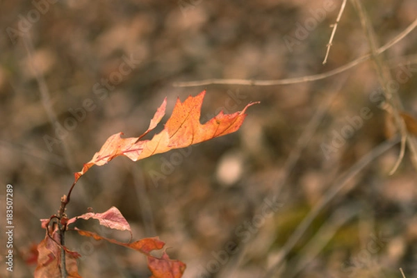 Fototapeta Colorful Fall Leaves with a Blurry Bokeh Background