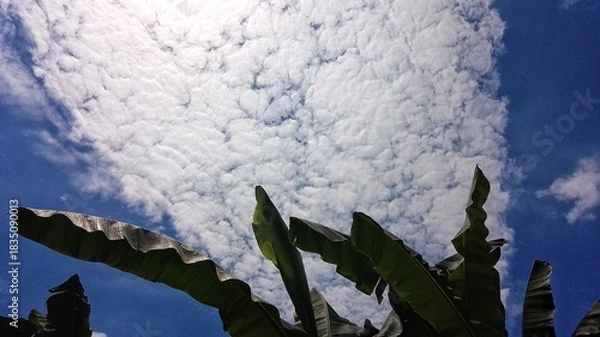 Fototapeta photo of banana leaves with a unique bright blue cloudy sky, suitable for use as wallpaper, background, content, advertisements, banners, posters, presentations, webinars,