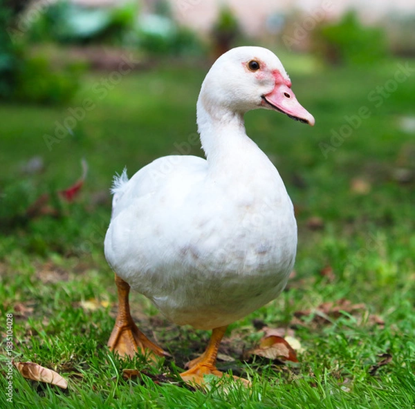 Fototapeta Cute white standing duck on the grass. Side view of white duck.