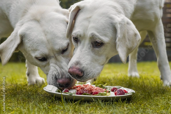 Fototapeta Dwa młode szczenięta labrador jedzą razem kupkę mięsa z talerza