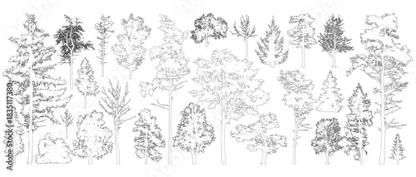 Obraz Tree contours. Isolated forest trees on white background. Vector illustration