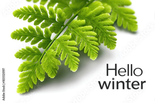 Obraz Fern leaf with icy edges and hello winter text for seasonal greeting or nature theme design