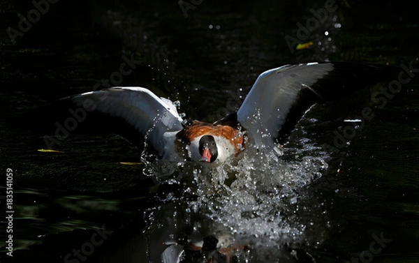 Fototapeta Common shelduck
