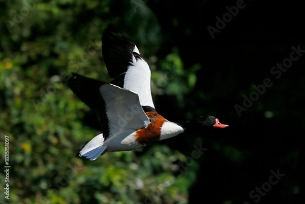 Fototapeta Common shelduck