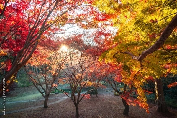 Fototapeta 茨城県水戸市　紅葉の偕楽園もみじ谷

