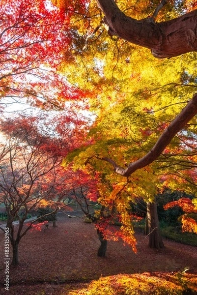 Fototapeta 茨城県水戸市　紅葉の偕楽園もみじ谷

