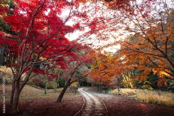 Fototapeta 茨城県水戸市　紅葉の偕楽園もみじ谷
