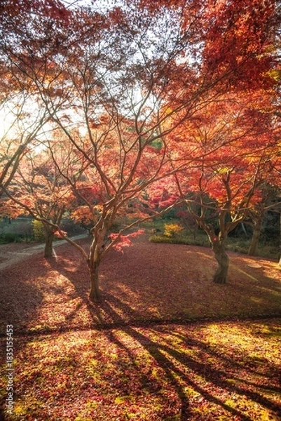 Fototapeta 茨城県水戸市　紅葉の偕楽園もみじ谷
