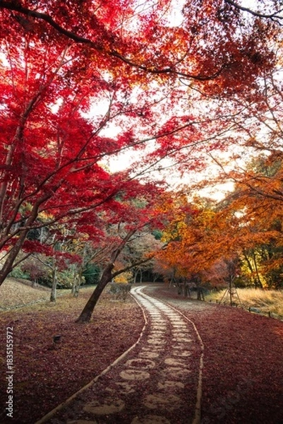 Fototapeta 茨城県水戸市　紅葉の偕楽園もみじ谷
