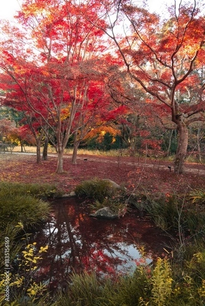 Fototapeta 茨城県水戸市　紅葉の偕楽園もみじ谷
