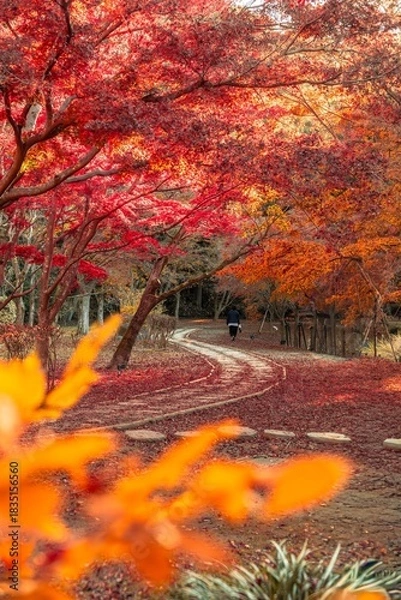 Fototapeta 茨城県水戸市　紅葉の偕楽園もみじ谷
