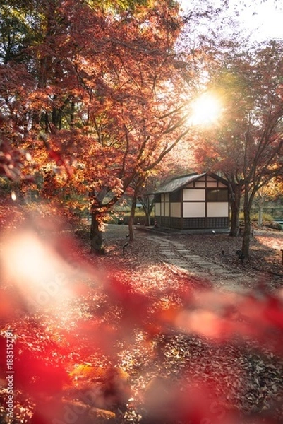 Fototapeta 茨城県水戸市　紅葉の偕楽園もみじ谷
