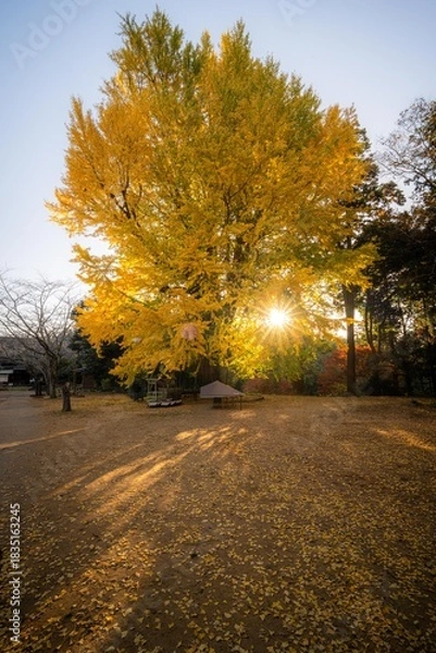 Fototapeta 茨城県行方市　西連寺の大イチョウ
