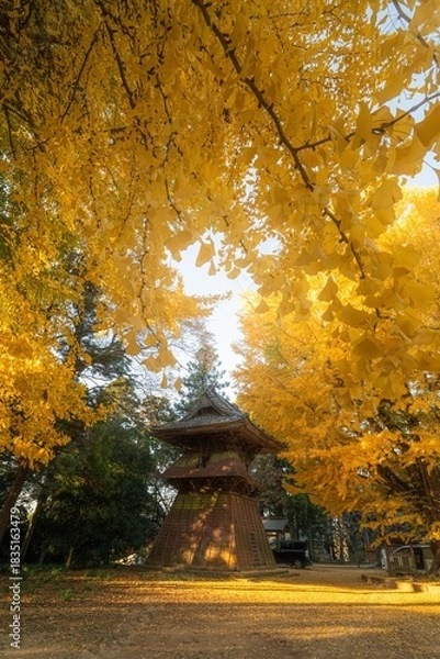 Fototapeta 茨城県行方市　西連寺の大イチョウ
