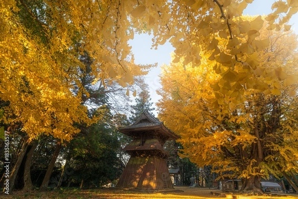 Fototapeta 茨城県行方市　西連寺の大イチョウ

