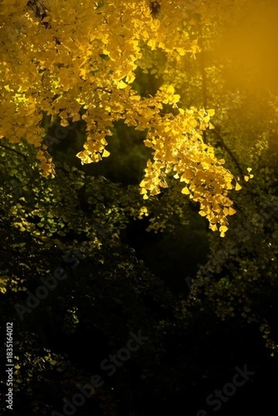 Fototapeta 茨城県行方市　西連寺の大イチョウ
