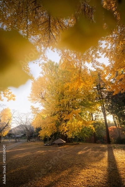 Fototapeta 茨城県行方市　西連寺の大イチョウ
