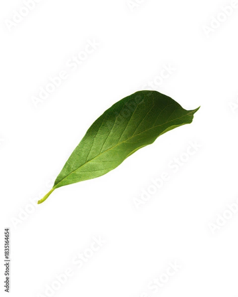 Obraz Single Green Leaf on Black Background