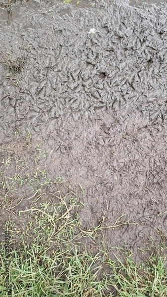 Obraz mud with bird tracks