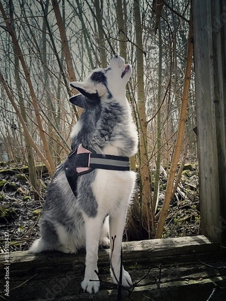 Obraz siberian husky dog