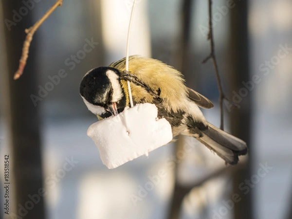 Obraz Have a nice dinner!