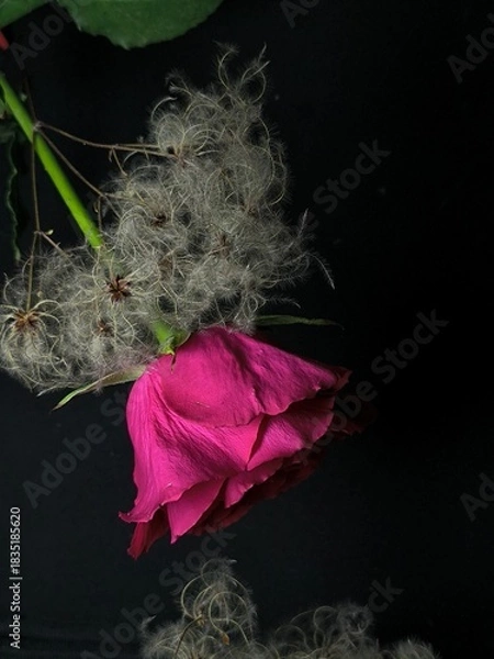 Obraz red rose on black background