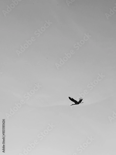 Obraz bird in flight