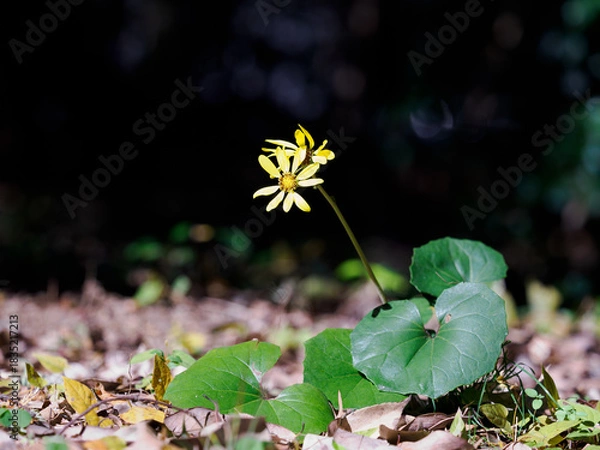 Obraz 落ち葉の林床に咲くツワブキ