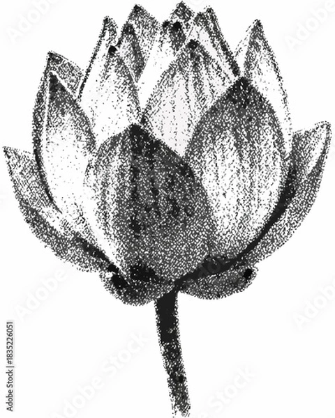 Obraz Black and white sketch of a lotus flower with textured petals