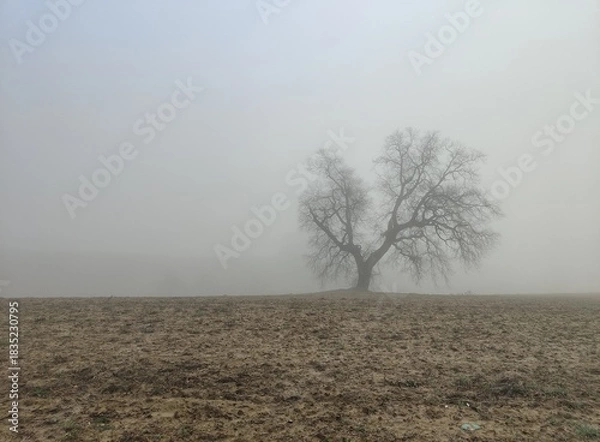 Obraz tree in fog