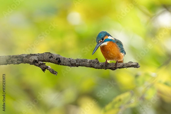 Obraz 枝に止まるカワセミ