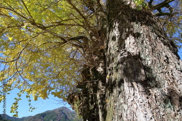 Obraz 樹齢1200年の大銀杏　（高知県　仁淀川町長者）