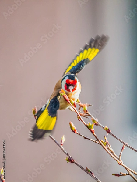 Fototapeta Stieglitz