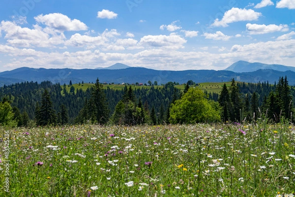 Obraz Яркий солнечный день на лугу высоко в горах
