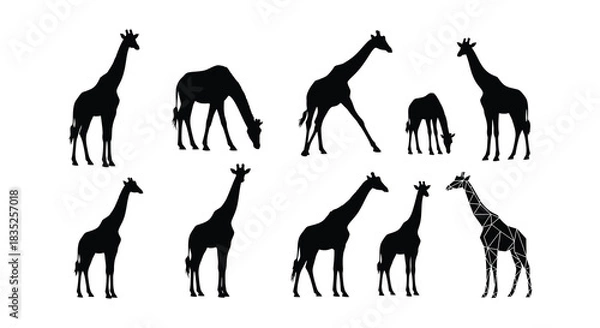Obraz Silhouettes of giraffes in various poses against a plain white background