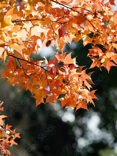 Obraz 美しいフウの紅葉と実