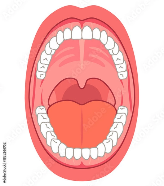 Obraz 口の中　口腔内の構造