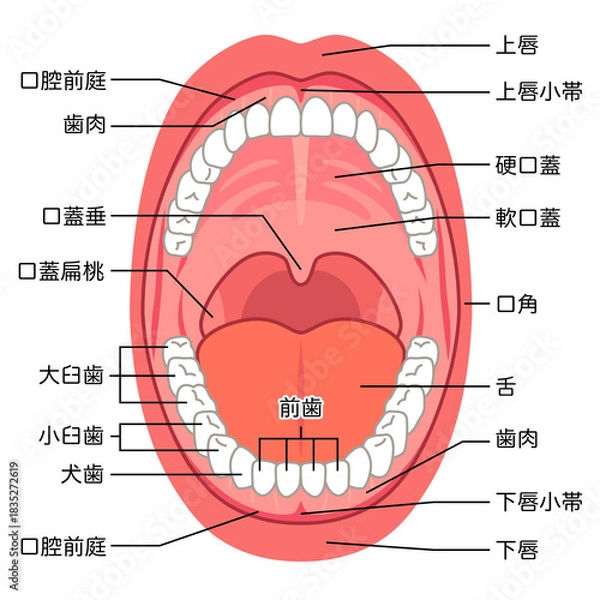 Obraz 口の中　口腔内の構造