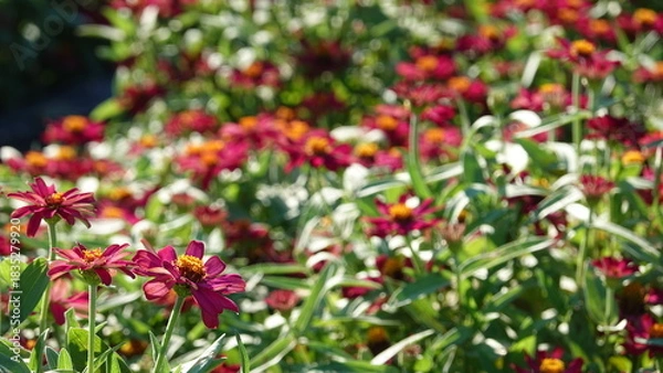 Fototapeta 美しい花