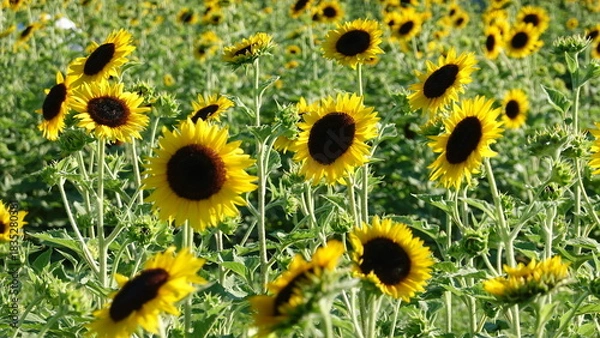 Fototapeta 美しいヒマワリの花