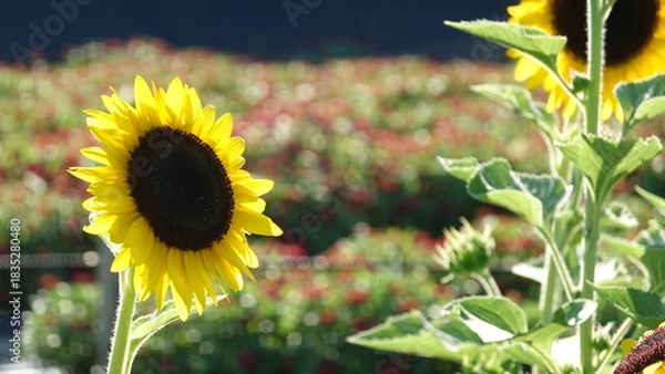 Fototapeta 美しいヒマワリの花