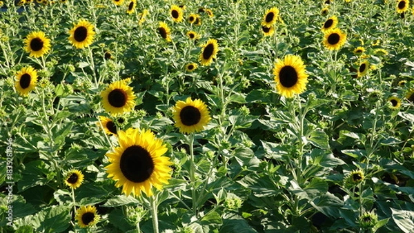 Fototapeta 美しいヒマワリの花