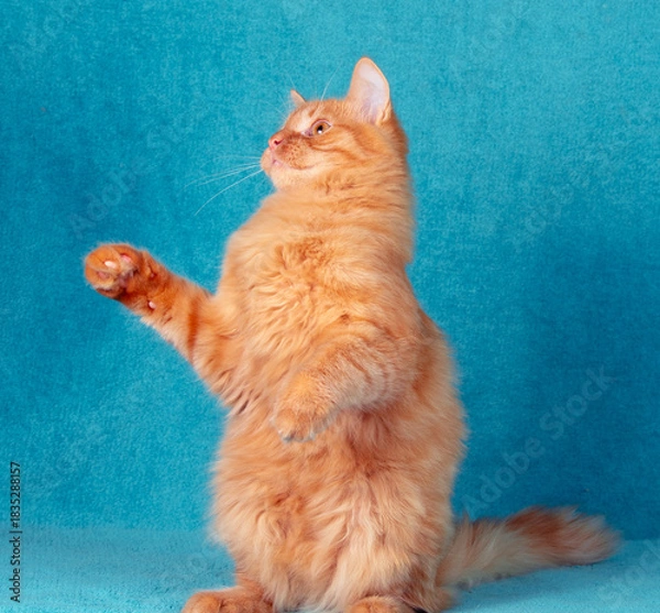 Fototapeta A portrait of a funny ginger longhaired cat begging indoors on a blue blanket. The cat is standing on its hind legs